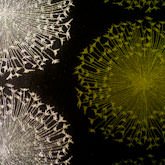 Papel de Parede Bling 682302
