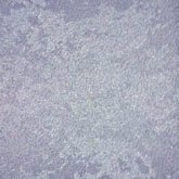 40344__00361.jpg Papel de Parede Magica 40344